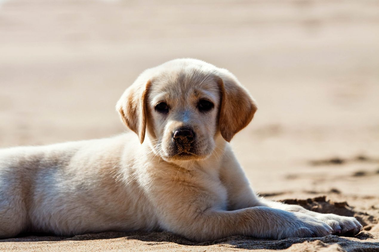 Low-Maintenance Dog Breeds