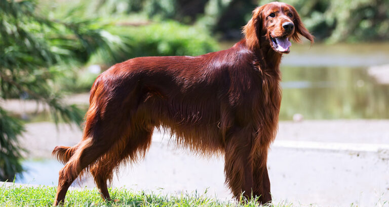 The 11 Largest Dog Breeds in the World