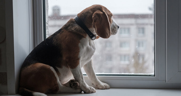 Leaving a Dog alone: What to do if your Dog has separation anxiety?