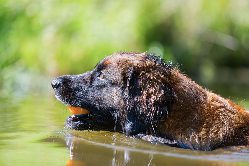 Leonberger