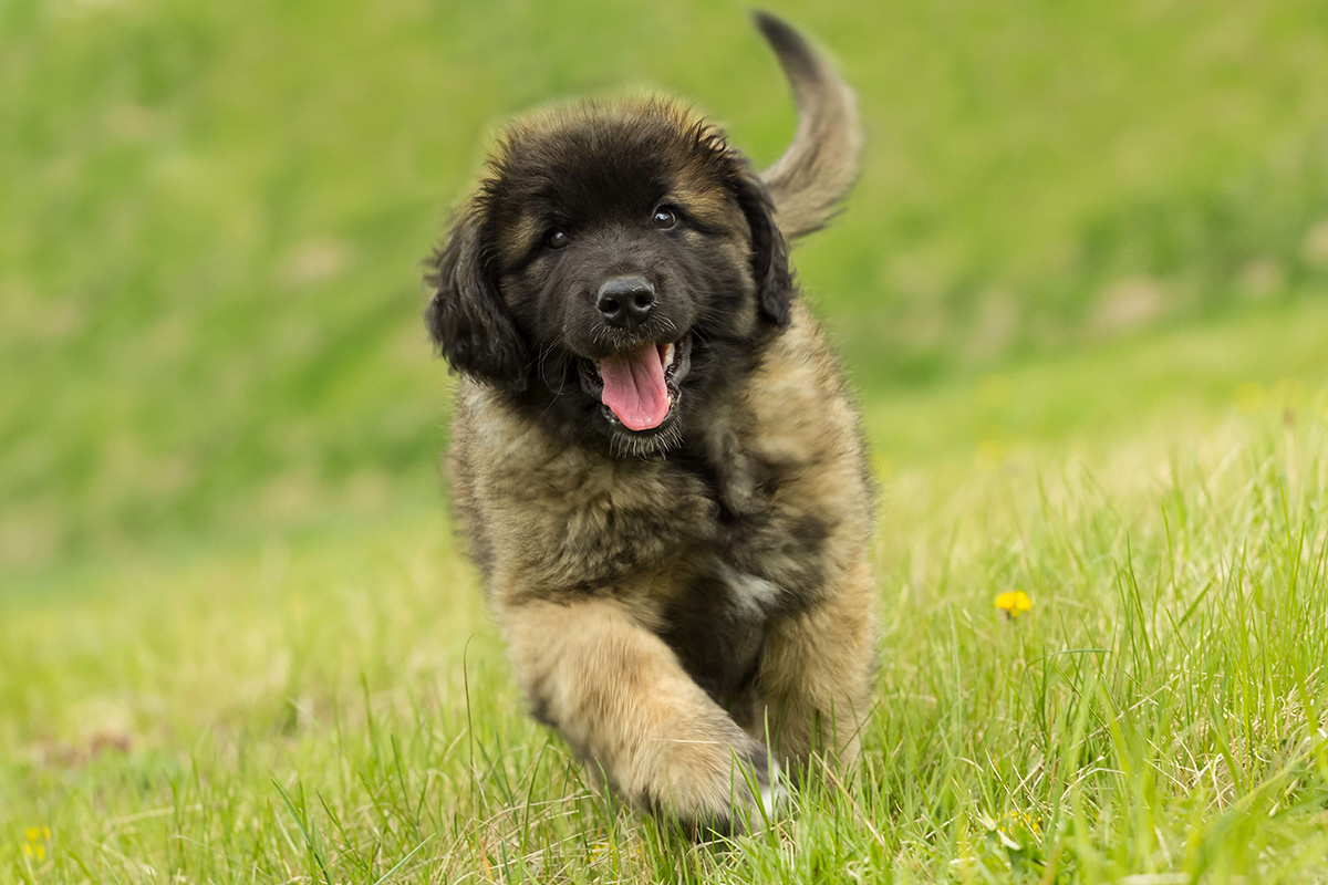 Leonberger