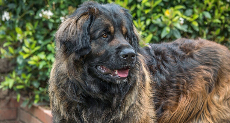 Leonberger: Dog Breed Characteristics & Care