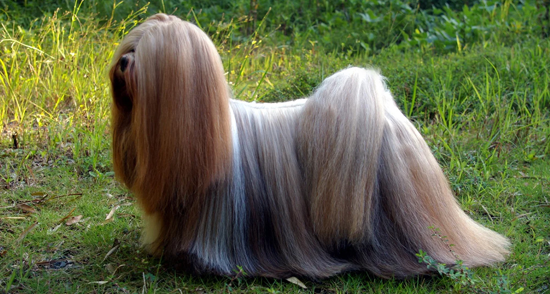 Lhasa Apso: Dog Breed Characteristics & Care