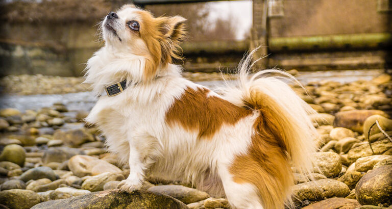 10 Longest Living Dog Breeds