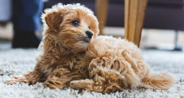 Maltipoo: Dog Breed Characteristics & Care