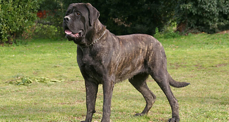 Mastiff: Dog Breed Characteristics & Care