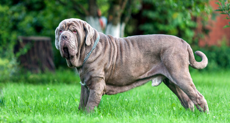 Neapolitan Mastiff: Dog Breed Characteristics & Care