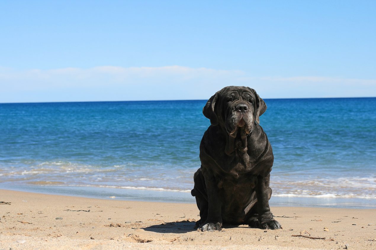 Neapolitan Mastiff