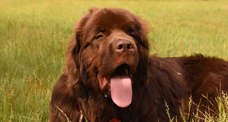 Newfoundland: Dog Breed Characteristics & Care