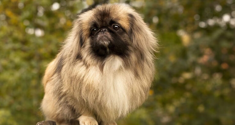 Pekingese: Dog Breed Characteristics & Care