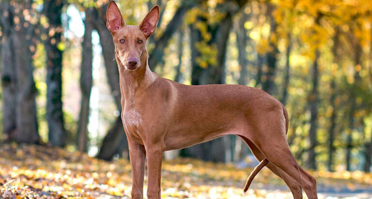 Pharaoh Hound: Dog Breed Characteristics & Care