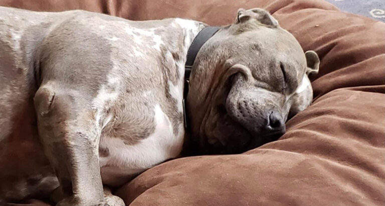 Finally Home! Pitbull Smiles in Sleep After Adoption