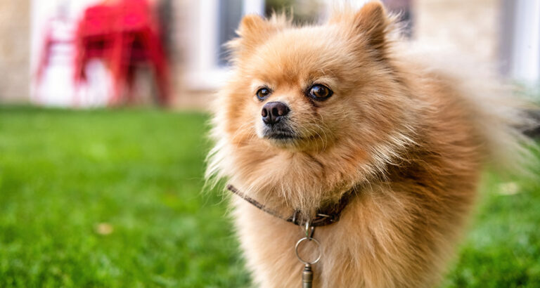 Pomeranian: Dog Breed Characteristics & Care