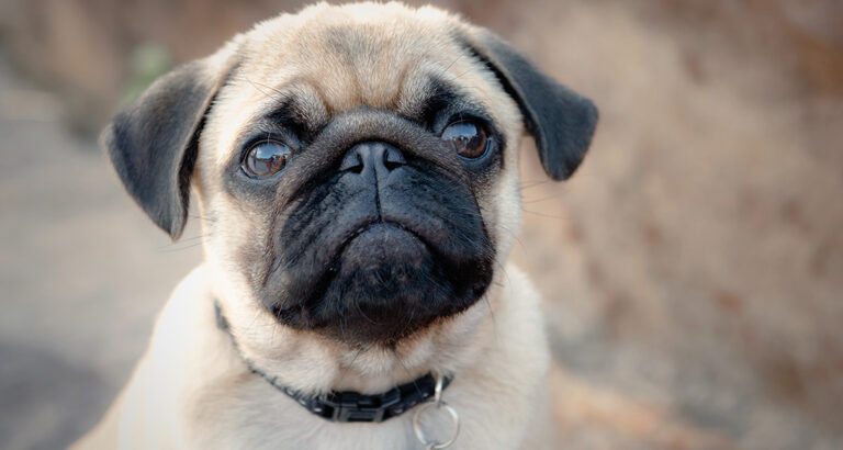 Pug: Dog Breed Characteristics & Care