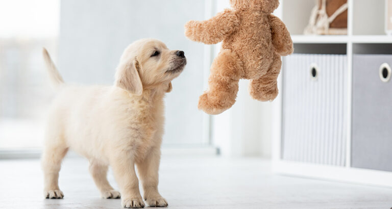 Puppy Development: From Birth to Adulthood