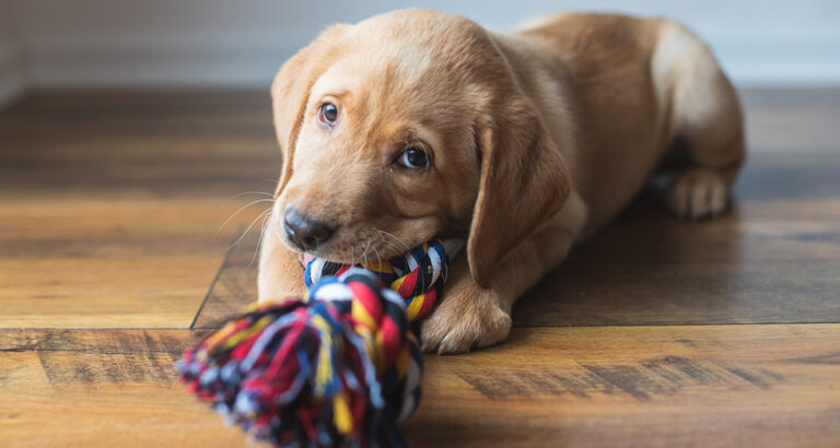 Puppy Training made easy: 5 answers to your questions!