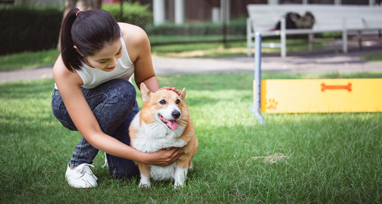 The Basics of Puppy Training