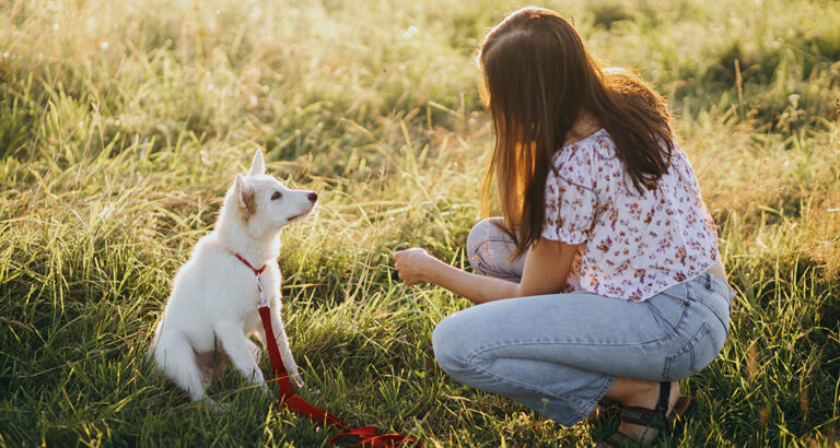 Puppy Training: Proper Education from the Beginning