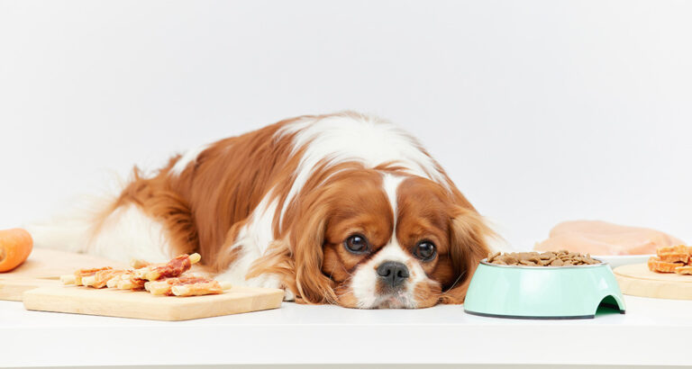 Puppy Won’t Eat: Possible Reasons and What You Can Do