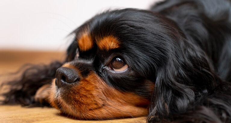 Quiet Dog Breeds: These 8 four-legged Friends prefer it Cozy