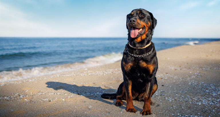 200 Rottweiler Names for Your Big Boy or Girl