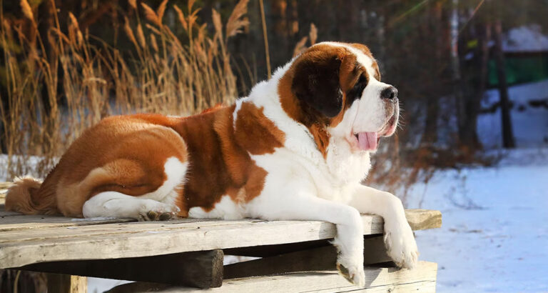 Saint Bernard: Dog Breed Characteristics & Care