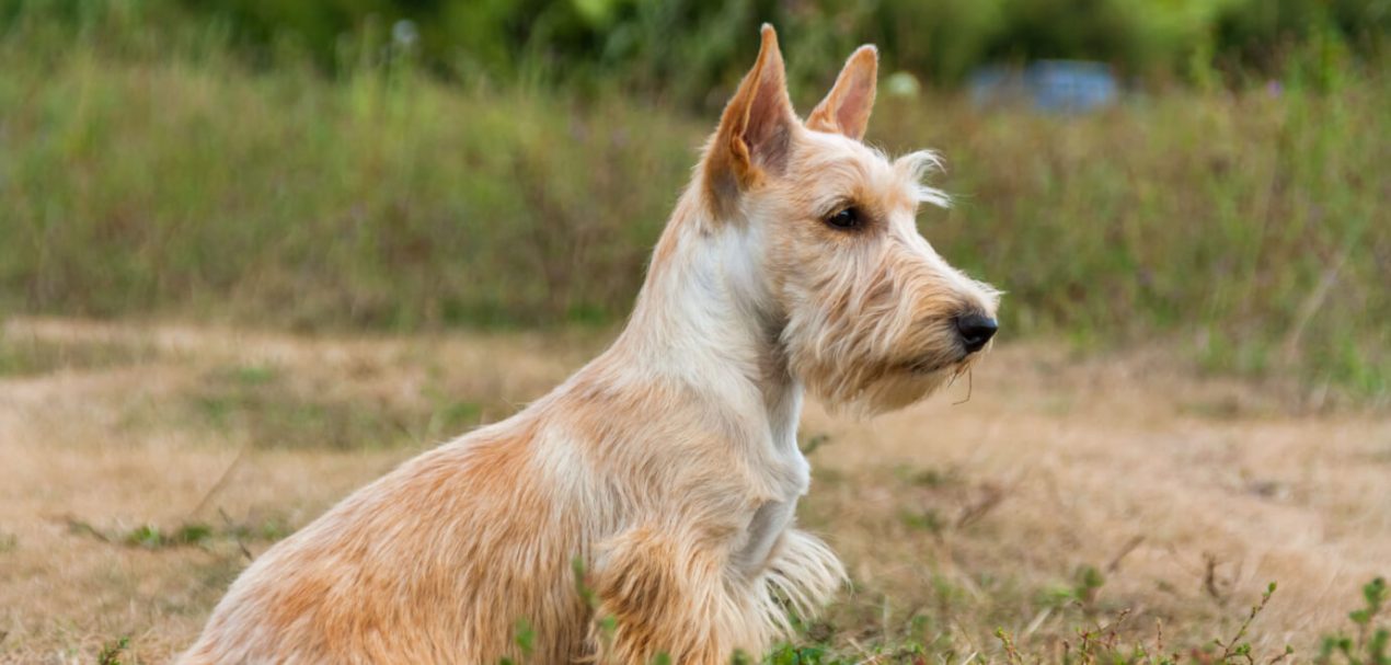 Scottish Terrier