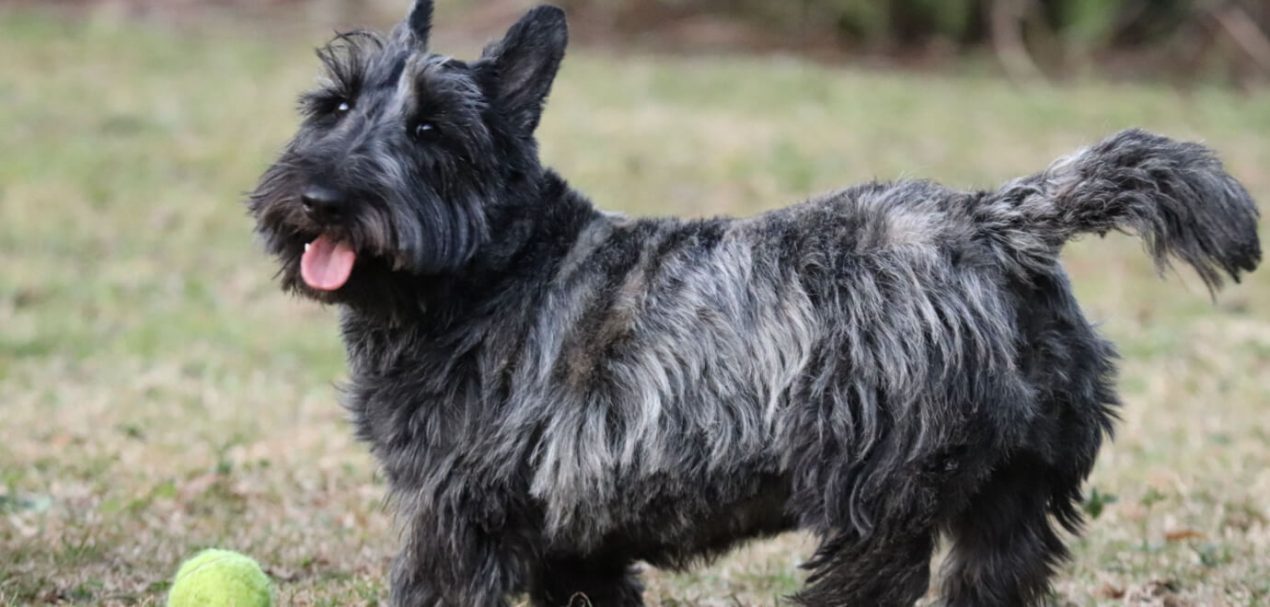 Scottish Terrier