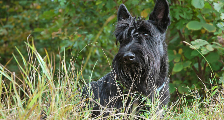 Scottish Terrier: Dog Breed Characteristics & Care