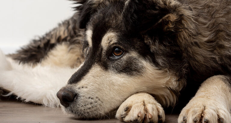 Old Dogs: Tips for proper Handling of Senior Dogs