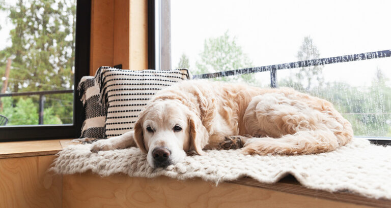 Separation Anxiety: How to Help Your Dog