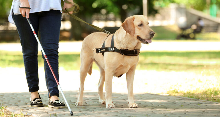 The Ultimate Guide to the Best Service and Assistance Dog Breeds