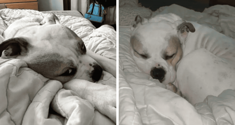 Shelter Dog Visits Foster Parents: His Reaction to Seeing Their Big Bed is Truly Heartwarming