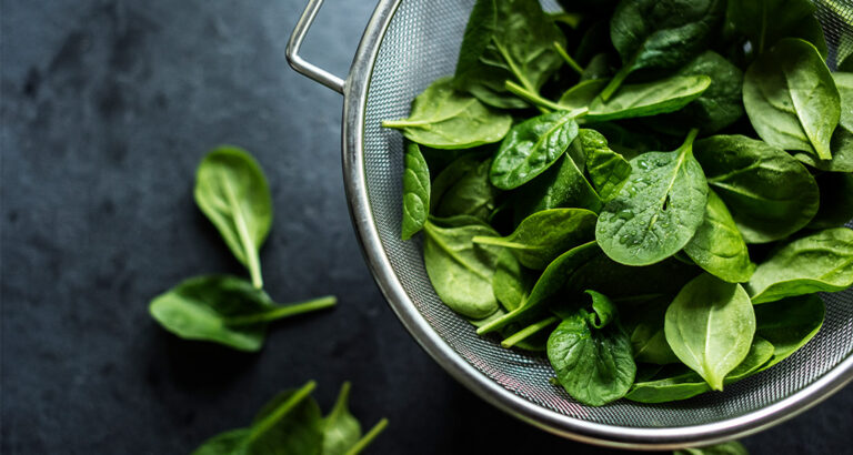 Spinach for Dogs: How to Feed this Vegetable Correctly