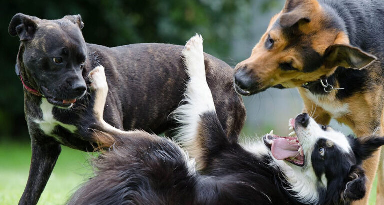 T-Position in Dogs: Dog Training through proper Body language