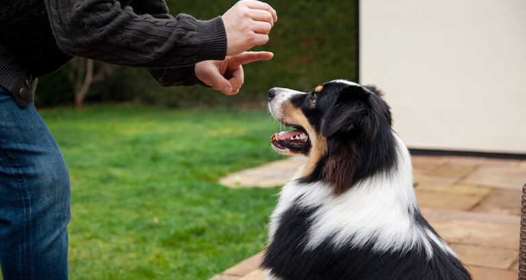 Teaching Dog Commands: How Brain Training works for four-legged Friends