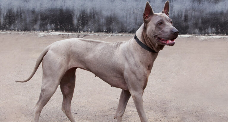 Thai Ridgeback: Dog Breed Characteristics & Care