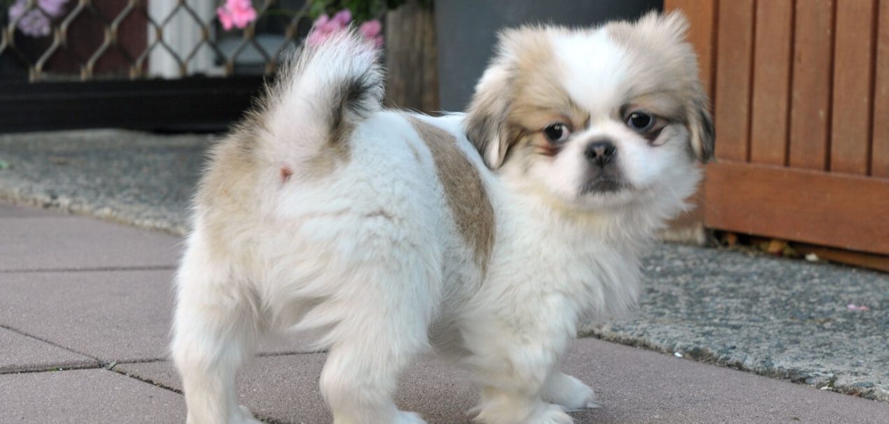 Tibetan Spaniel