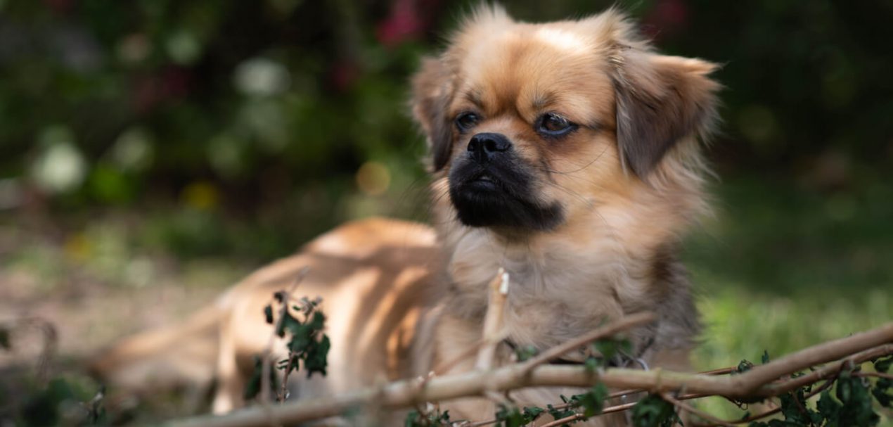 Tibetan Spaniel