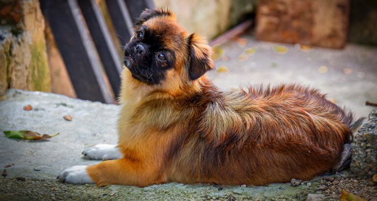 Tibetan Spaniel: Dog Breed Characteristics & Care