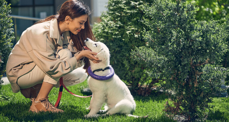 Basic Commands: Tips and Tricks for Your Puppy