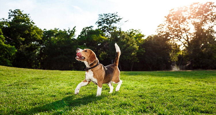 10 Longest Living Dog Breeds