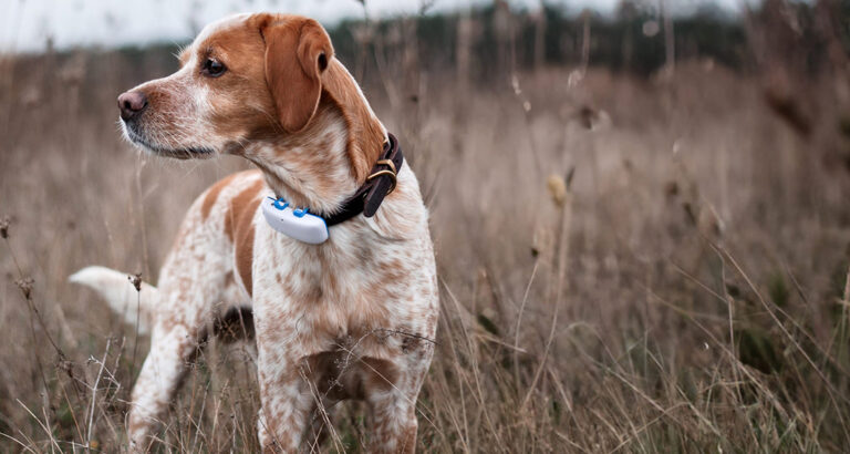 Dog expert Marc Lawrence recommends this GPS tracker – and here’s why