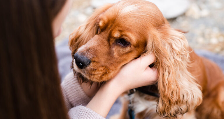 Vaginitis in Dogs: Symptoms, Causes & What to Do?