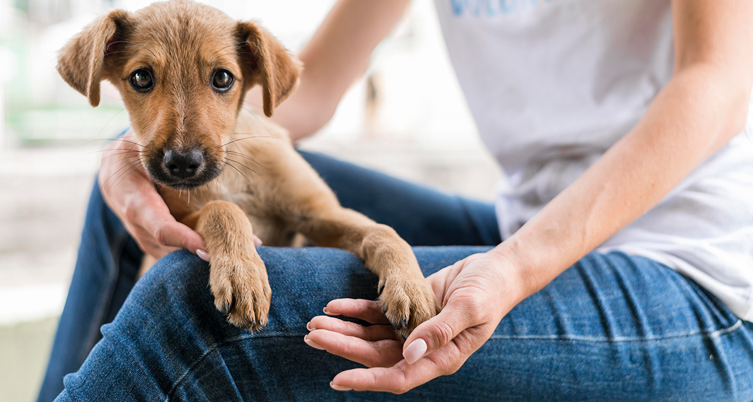 We Have to Stop Believing These 3 Myths About Shelter Dogs