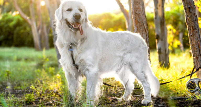 White Dog Breeds – The Snow-White Beauties