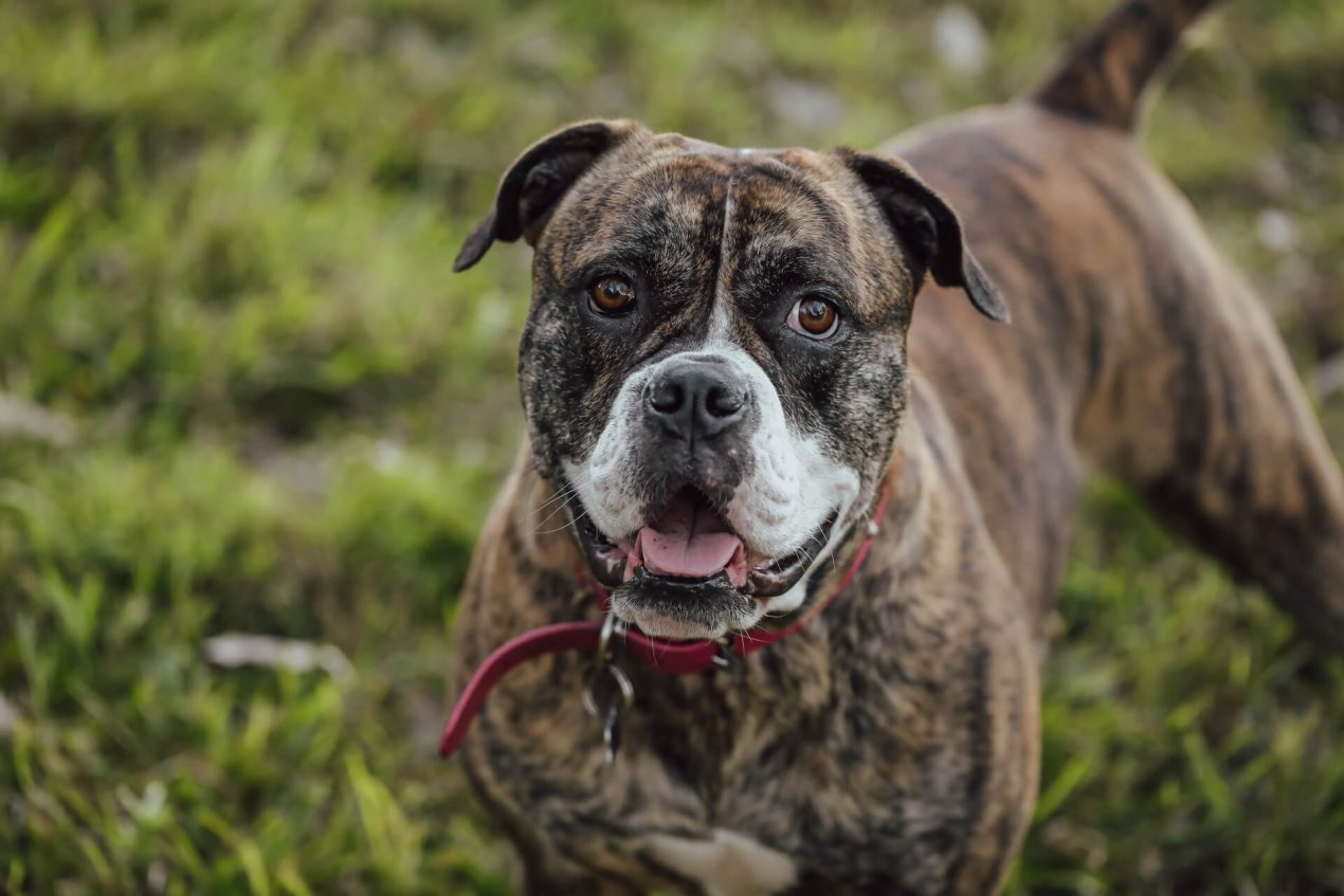 American Bulldog