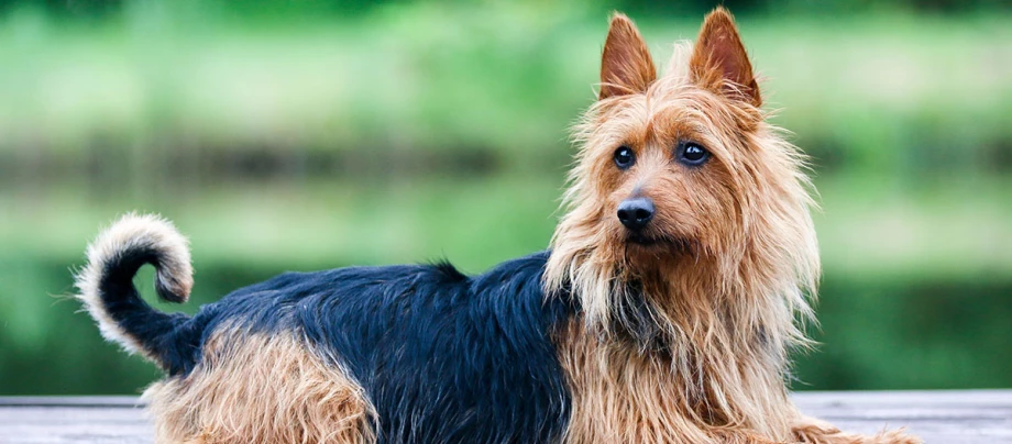 Australian Terrier