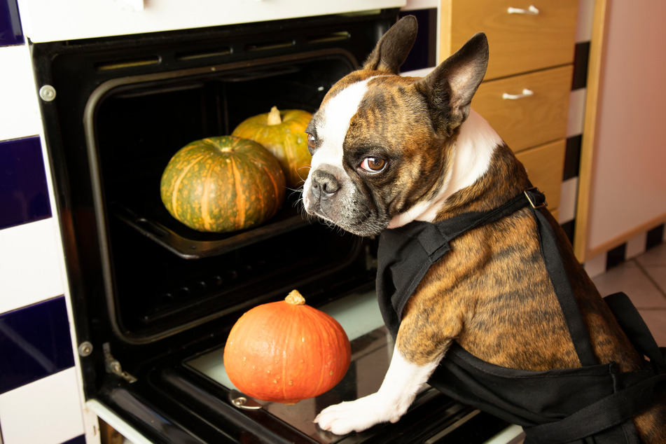 Can you Feed your Dog Pumpkin?