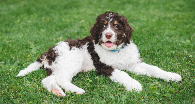 Bernedoodle: Dog Breed Characteristics & Care